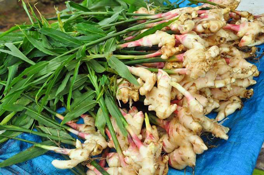 Field workshop on sustainable ginger farming model in Cao Bang