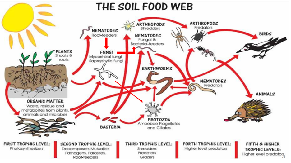 Lưới thức ăn trong đất và sức khỏe đất trồng
