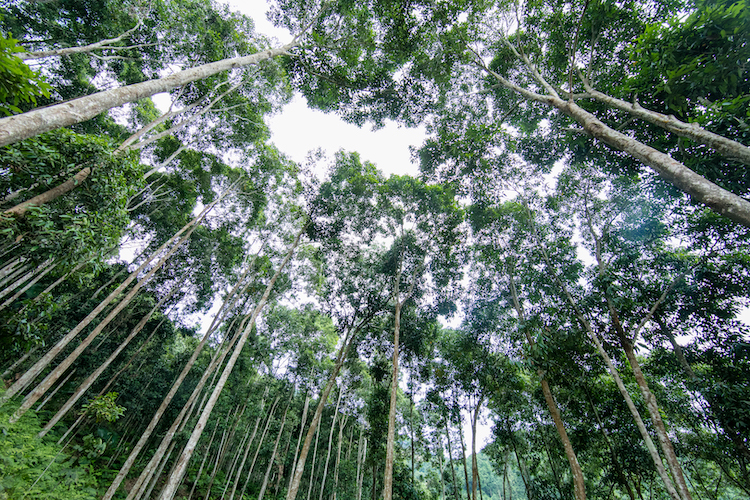 The newly enacted Deforestation-Free Products Regulation (EUDR) will support the promotion of biodiversity conservation